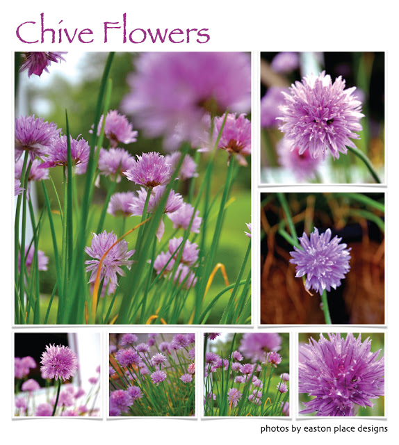 Are Chive Flowers Edible? Cooking With Books