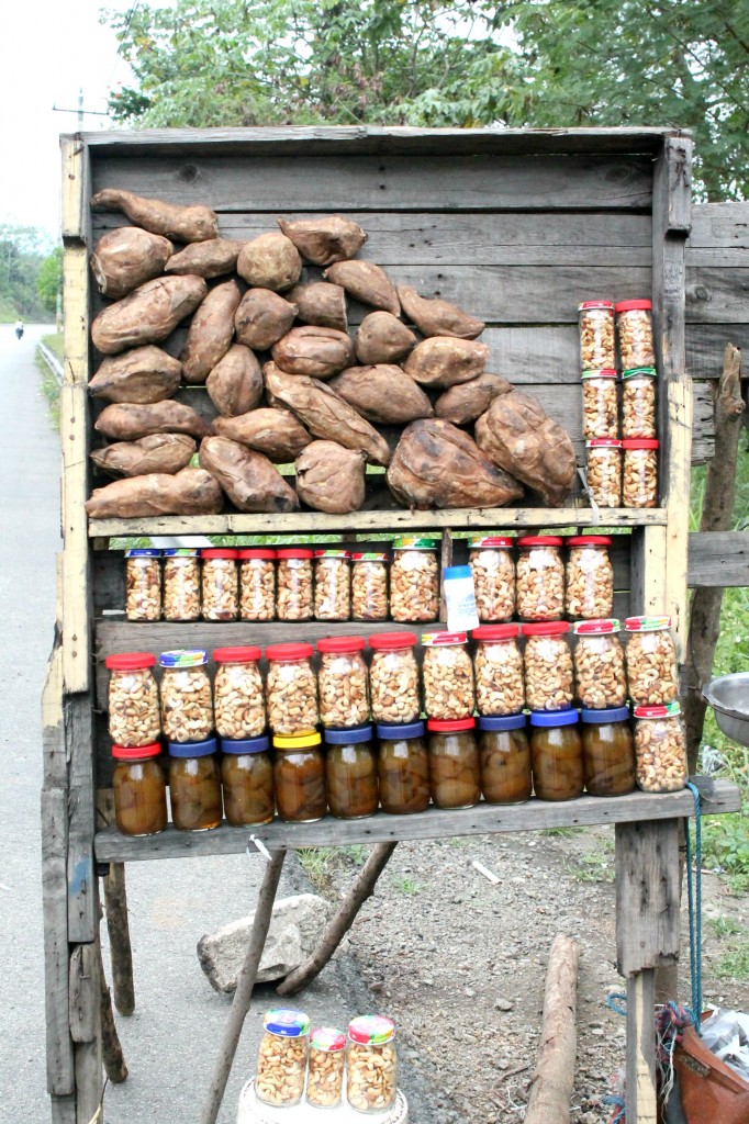 Cashews in the Dominican Republic 01